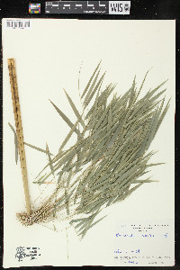 Rhipidocladum racemiflorum image