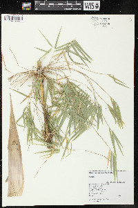 Rhipidocladum racemiflorum image