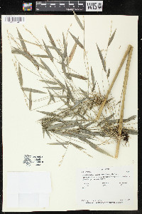 Rhipidocladum racemiflorum image