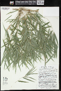 Rhipidocladum racemiflorum image