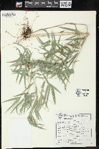 Rhipidocladum racemiflorum image