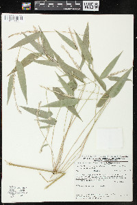 Rhipidocladum racemiflorum image