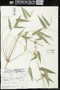 Rhipidocladum racemiflorum image