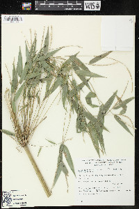 Rhipidocladum racemiflorum image