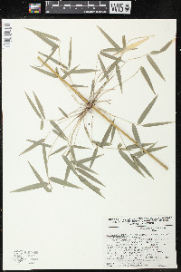 Rhipidocladum racemiflorum image