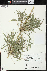 Rhipidocladum racemiflorum image