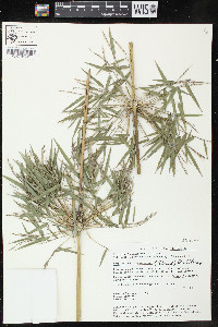 Rhipidocladum racemiflorum image