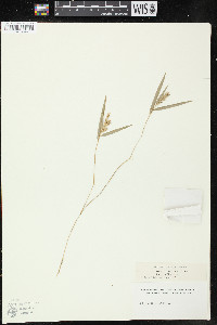 Rhipidocladum racemiflorum image