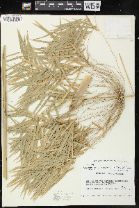 Rhipidocladum racemiflorum image