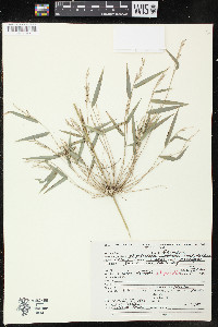 Rhipidocladum racemiflorum image