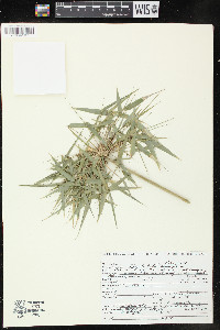 Rhipidocladum racemiflorum image