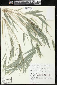 Rhipidocladum racemiflorum image