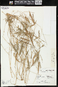 Rhipidocladum racemiflorum image