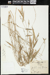 Rhipidocladum racemiflorum image