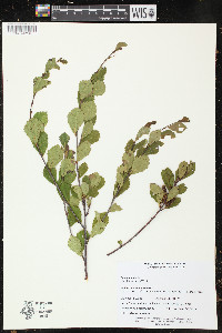 Betula pumila image