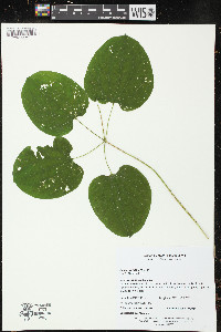 Smilax ecirrhata image