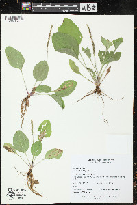 Plantago major image