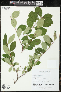 Aronia melanocarpa image