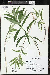 Lysimachia thyrsiflora image