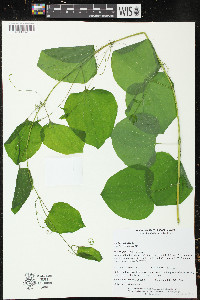 Smilax herbacea image