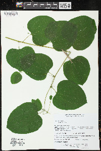 Smilax herbacea image