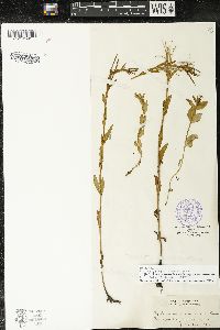 Epilobium halleanum image