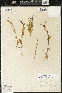 Epilobium hornemannii subsp. hornemannii image