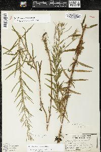 Epilobium leptophyllum image