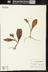 Galearis spectabilis image