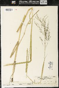 Glyceria grandis image