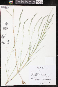 Muhlenbergia mexicana image