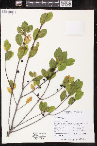 Frangula alnus image