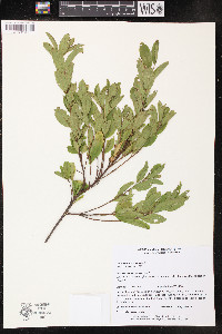Ceanothus herbaceus image