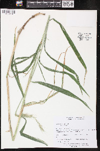 Elymus riparius image