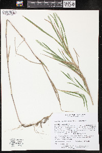 Muhlenbergia racemosa image