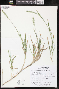 Muhlenbergia racemosa image