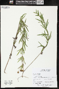 Coreopsis palmata image