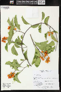 Celastrus scandens image