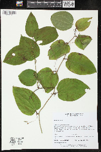Smilax herbacea image