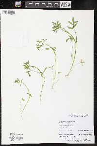 Floerkea proserpinacoides image