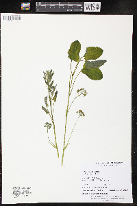 Smilax ecirrhata image