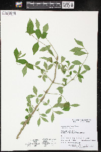 Euonymus alatus image