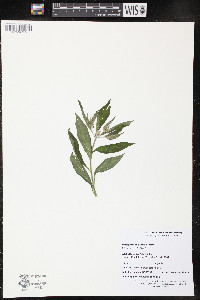 Lithospermum latifolium image