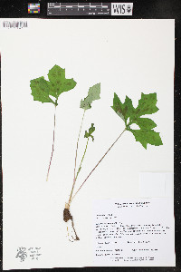 Nabalus albus image