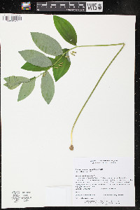 Polygonatum pubescens image