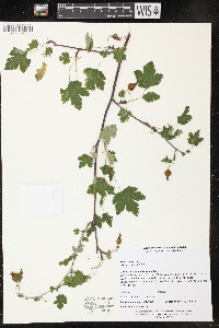 Ribes cynosbati image