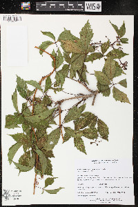 Parthenocissus inserta image