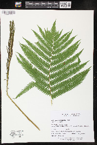 Matteuccia struthiopteris image