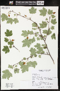 Ribes cynosbati image