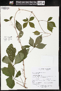 Parthenocissus inserta image